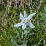 Foto 15: Plesnivec - Edelweiss
