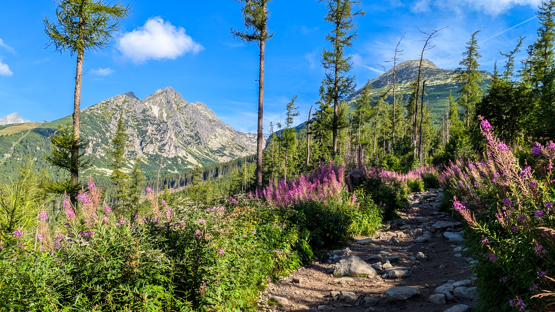 Cesta zo Štrbského plesa na Popradské pleso, obklopená kvitnúcimi kvetmi a výhľadom na Patriu (2203 m) a Predné Solisko (2093 m).