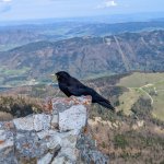 Foto 21: Čavka žltozobá (Pyrrhocorax graculus) na skale s výhľadom na alpské jazerá a údolia