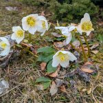 Foto 7: Kvitnúca čemerica čierna (Helleborus niger), známa aj ako vianočná alebo zimná ruža - rástli v hojnom počte na lúkach a priestranstvách pod Schafbergom
