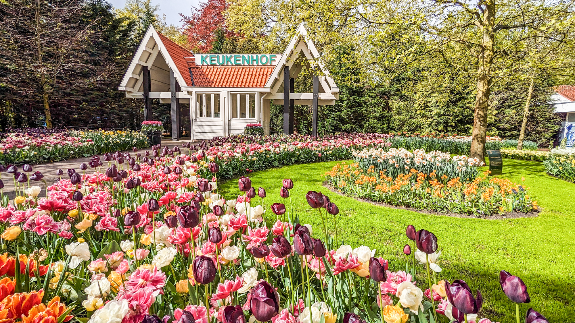 Na ploche 32 hektárov je vysadených približne 7 milónov kvetov, prevažne tulipánov.
